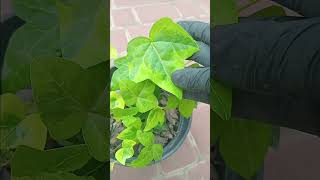 #relaxingmusic #garden #plants #плющ #gardening #GoldcChild #ivy #Ursula