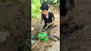 花一百包的塘昨天抓了12斤鳝鱼，今天能不能继续爆桶呢... #三农 #农村生活 #抖音新农人  #新农人计划2024