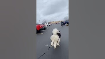 🥰 Giant Malamute Drags Leash to Reach Soldier Dad！#dog
