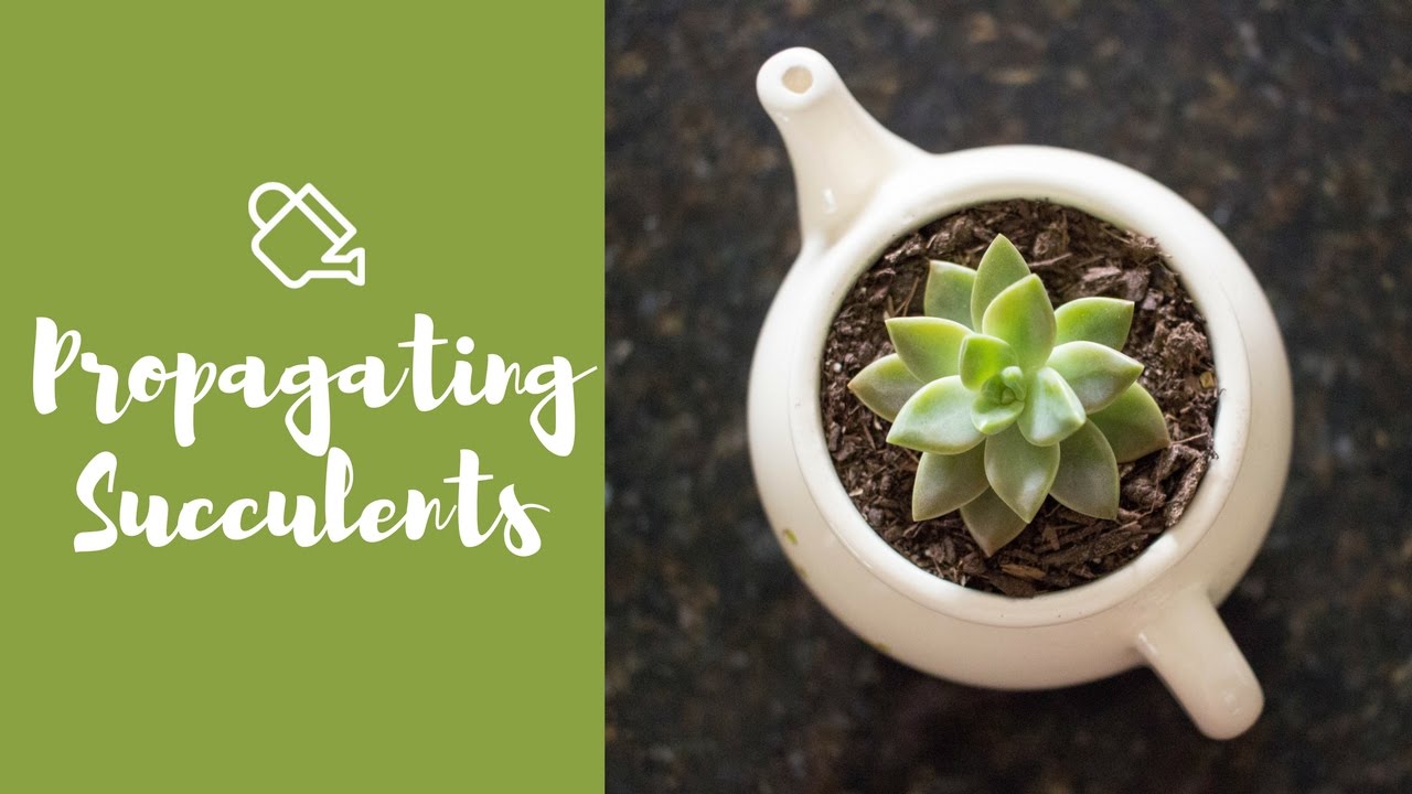 Gardening | How to Propagate Succulents - YouTube