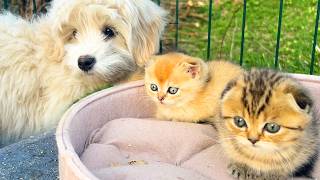 Nanny puppy Moon cutely kisses baby kittens