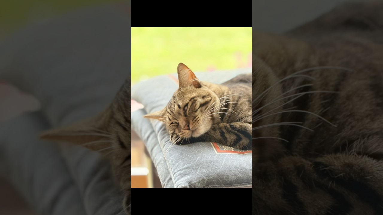 寝てる猫の目っておもしろいよね。 #猫 #cat #キジトラ #shorts