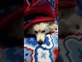 thand Ka asar zuban par 😀😀😂😂 #daily #viral #video #explore #dog