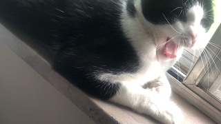 Live Stream Radar Loop From St.louis Missouri