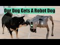 Our dog gets a robot dog