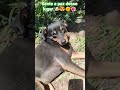 segue pra mais videos ❤️🐶 #cachorro #petsfofinhos #petsfofinhos #pets #cachorros #fofurinhasdali