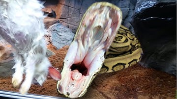 FEEDING MY HUGE SNAKES! SNAKE EGGS!!! | BRIAN BARCZYK