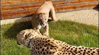 картинка: Пума Месси и гепард Герда ВМЕСТЕ! Wow! Случилась Неожиданная и очень эмоциональная прогулка года!