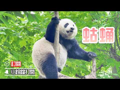 熊貓掛樹好玩耍 | iPanda熊貓頻道《熊貓早晚安》