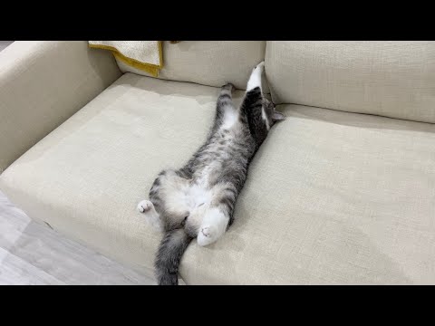 両手バンザイして寝落ちしちゃった猫がかわいすぎたw