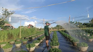 Cúc pha lê tết 2023 an khê gia lai