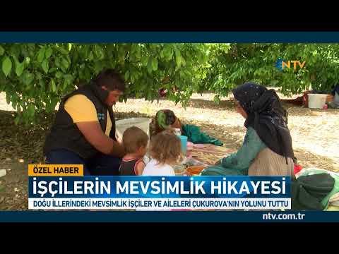 Hasat zamanı geldi, çadırlar kuruldu (İşçilerin mevsimlik hikayesi)