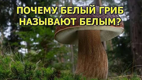 Почему белый гриб называют белым