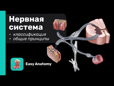 Введение в анатомию и физиологию нервной системы. Общие принципы и классификация | EasyAnatomy