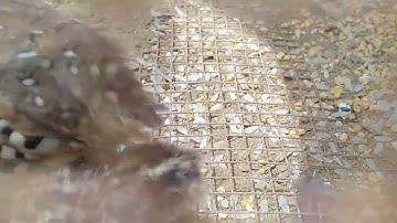 suab me nyuam ws quaj cuab tuaj zoo heev. tiếng chim cút con