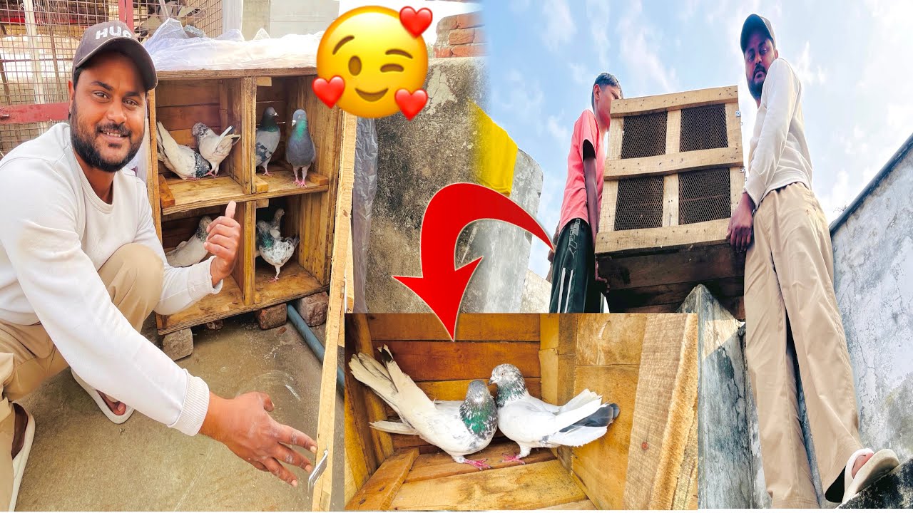 Finally char jode or laga diy kabutaron ke 🥳