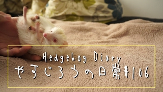 アルビノハリネズミと遊ぶ!!"パート2"　Play one's albinohedgehog!! "part2"《 Hedgehog diary やすじろうの日常#106 》