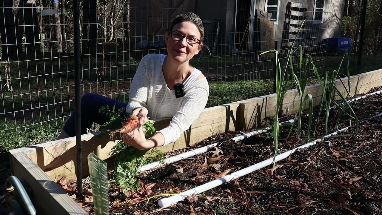Winter Backyard Suburban Garden Tour / Planting Onions / Zone 7b YouTube