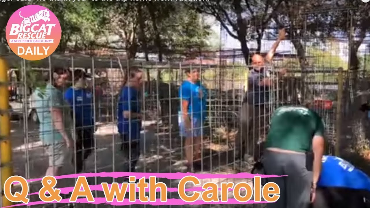 leopard print Q&A with Carole