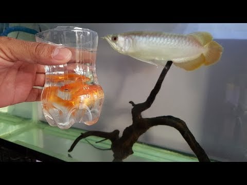 Arowana fish Vs Goldfish