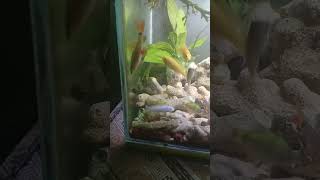 Simple mini tank Dwarf cichild #cichlid #dwarfcichlid #africancichlids #hobbyikan #cichildbross