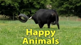 The Happiest Video Youll See All Day - Happy Animals Play, Run And Jump