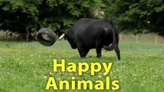 The Happiest Video You'll See All Day - Happy Animals Play, Run And Jump