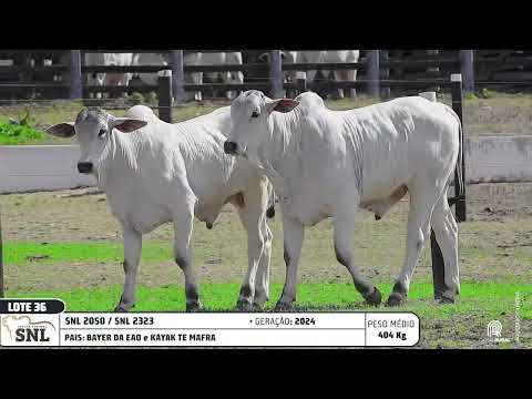 LOTE 36   SNL 2050 2323