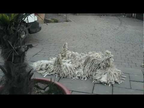 Video: Följer en komondor?