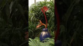 Chihuly Studio Presents: Zen Garden | Part 3 #art #glass #garden #shorts