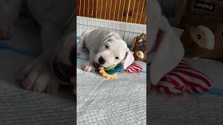 Sometimes I Wish She Had Stayed Small L The Dodo