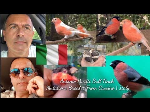 Video: Jinsi Ya Kuteka Bullfinch