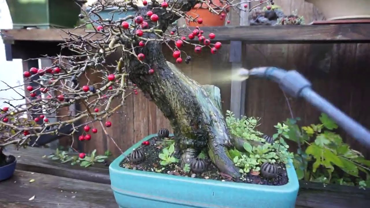 desinfección de los bonsais en invierno // aplicación con polisulfuro de cal