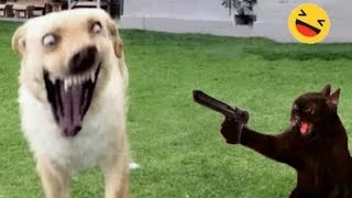 Funny Dogs And Cats Videos 2024  Best Funnies Animal Videos #1