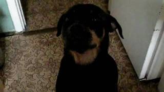 Rottweiler Lada.vediorko