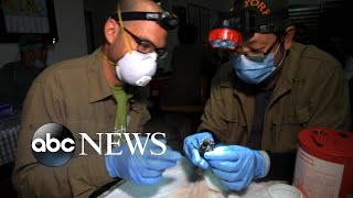 How virus hunters determine an outbreak’s origins