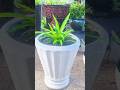 Change pots flower transplant to grow again