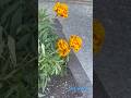 #Flower#marigold#beautiful#short#video#foryou#