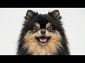 kim taehyung’s yeontan as you’ve never seen before