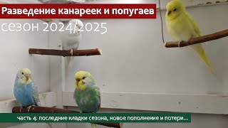 видео: Разведение канареек и волнистых попугаев. Последние кладки сезона картинка: Разведение канареек и волнистых попугаев. Последние кладки сезона
