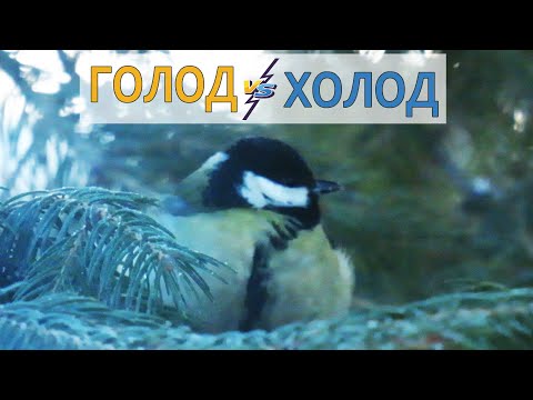 Что угрожает синице зимой: Голод и Холод 🐥 Покормите птиц зимой