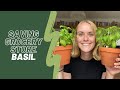 Basil care guide 🪴| How to keep grocery store basil alive