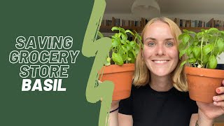 Basil care guide | How to keep grocery store basil alive