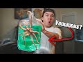 PURCHASING CREEPY OCTOPUS MYSTERY BOX OFF the INTERNET...