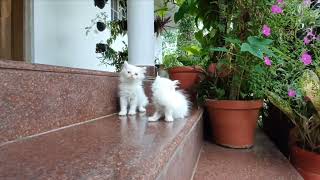 Persian cat Kittens Available Pets for sale at Ernakulam