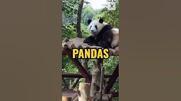 3 Amazing Facts About Pandas You Didn’t Know! #pandas #pandavideos #naturefacts