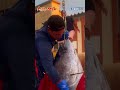 黒いダイヤの輝き 巨大クロマグロ200kg級 大間港に水揚げする南兄弟|第38 晴芳丸