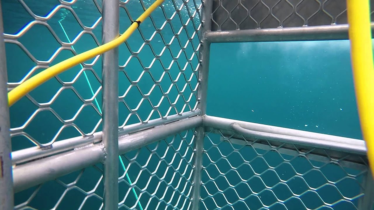 Stewart Island Shark Dive YouTube