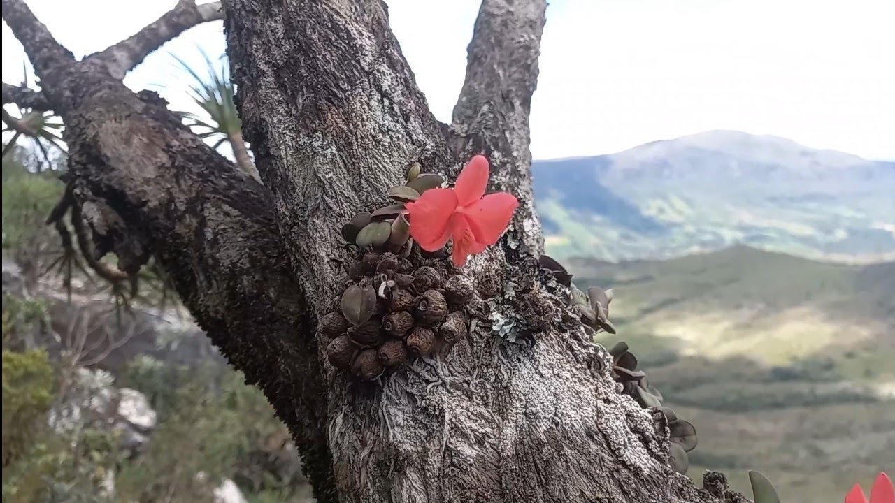 🟢ORQUÍDEAS SOPHRONITIS  BREVIPENDUCULATA / CATASETUM/MICRO E MUITAS ESPÉCIES NA NATUREZA!#natureza
