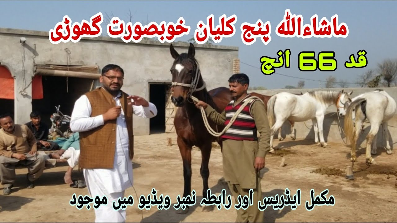 beautiful Horses for saleHorsedanceing Horsechak 175 jb jhag YouTube